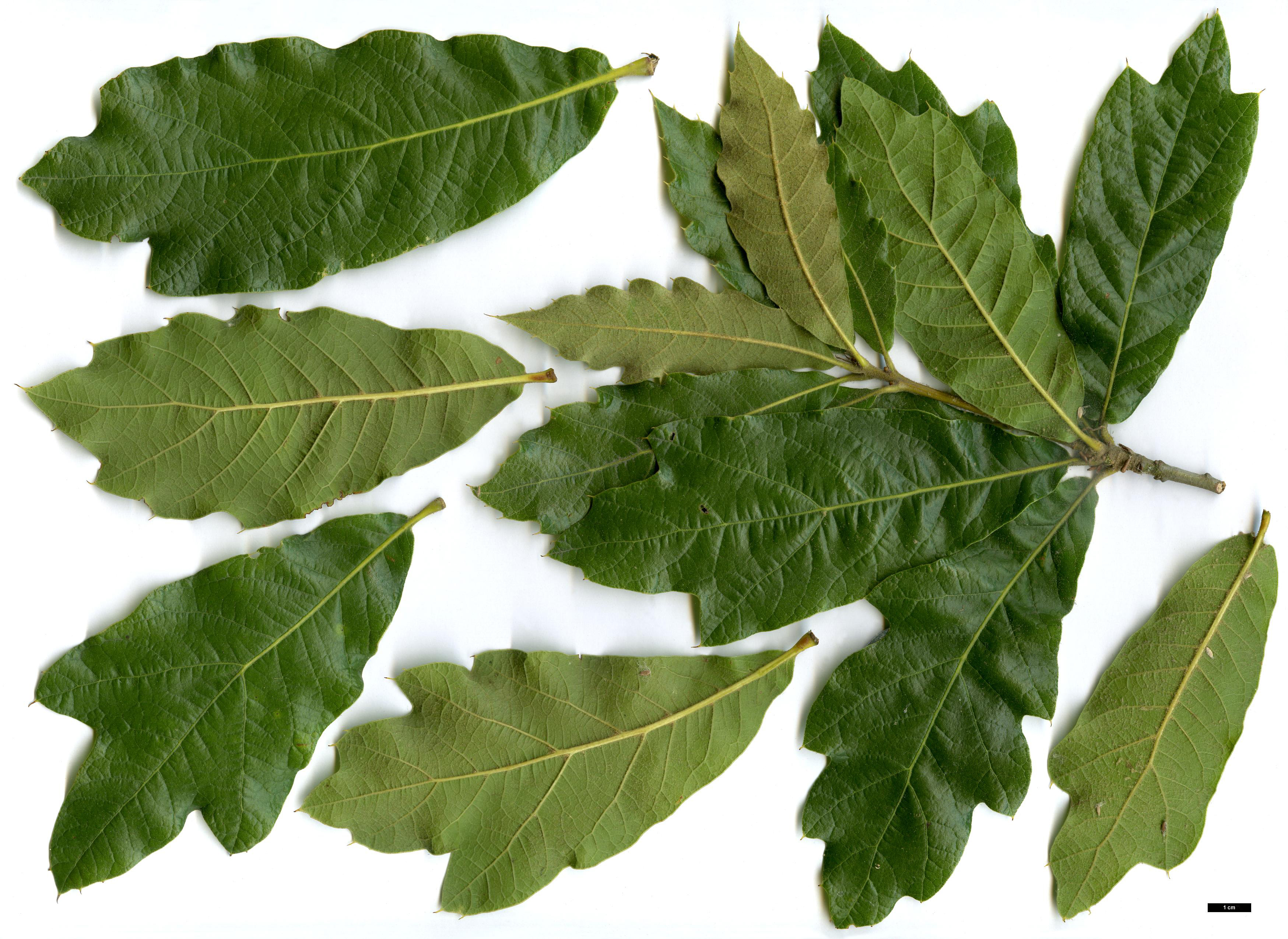 High resolution image: Family: Fagaceae - Genus: Quercus - Taxon:   - SpeciesSub: 'Zehra' (Q.falcata × Q.rysophylla)
